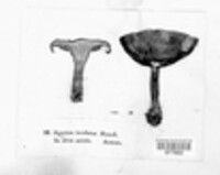 Paxillus involutus image